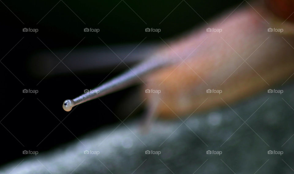 green garden nature macro by hlehnerer