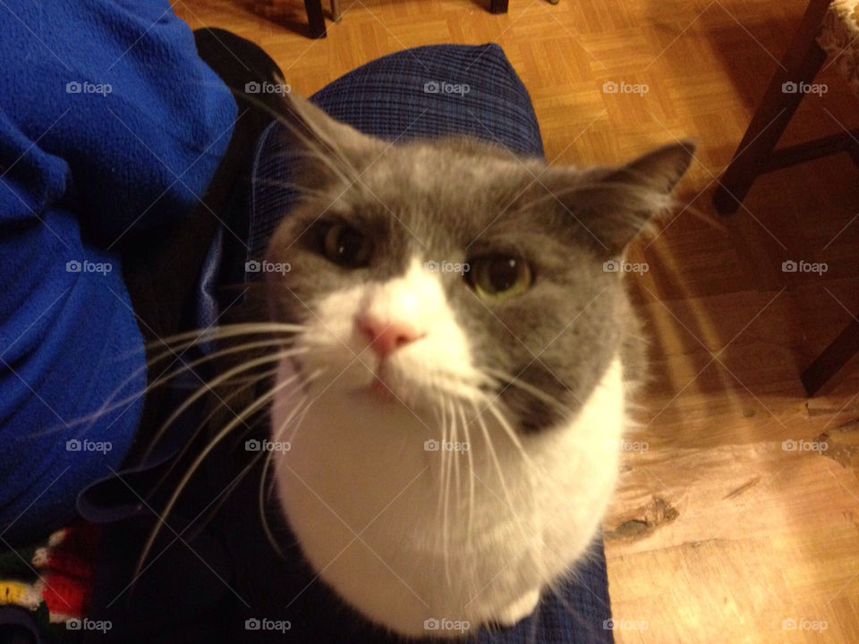 cat funny bologna by riosaeba