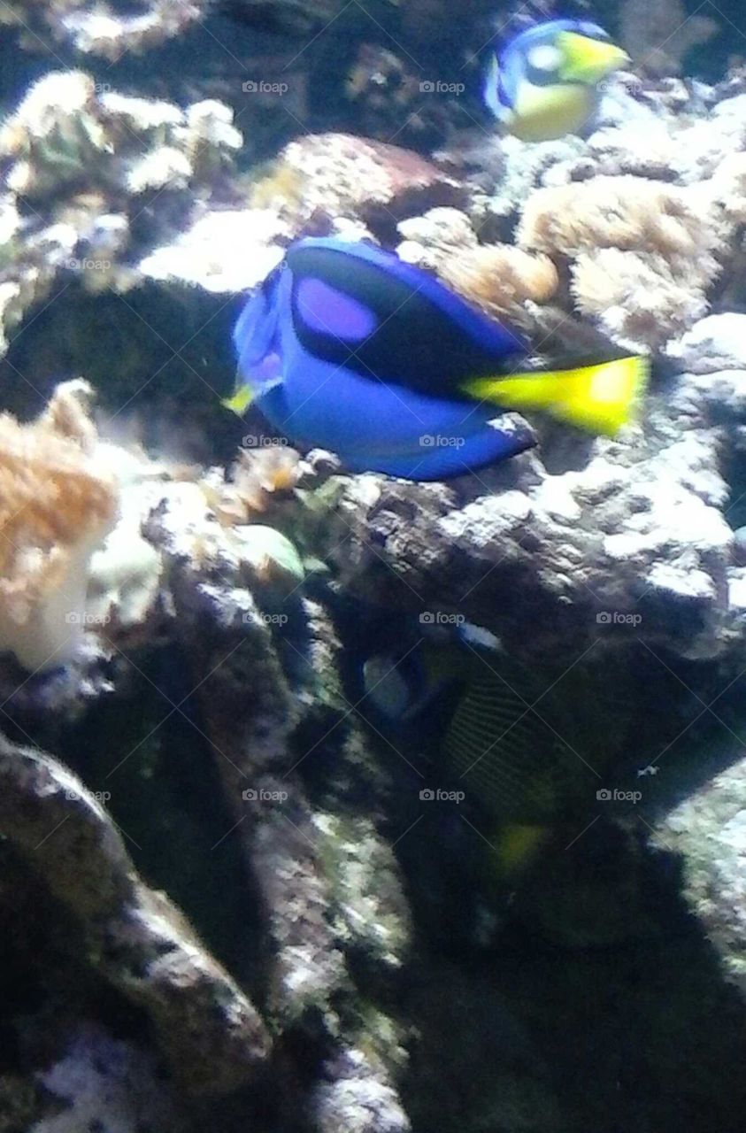 Dory swimming fish