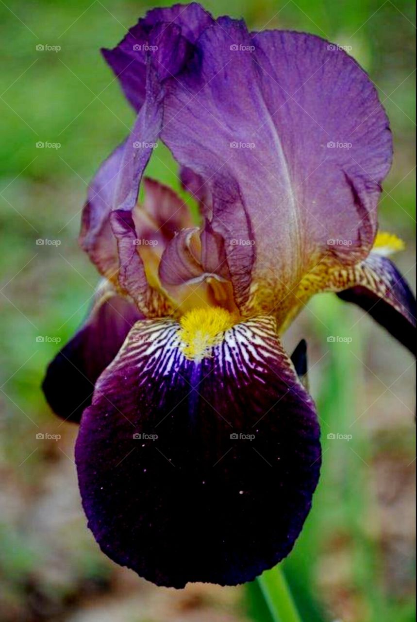 dark purple iris