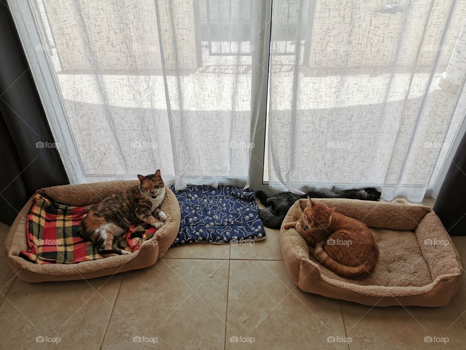 Cat sleeping in bed and on the floor.