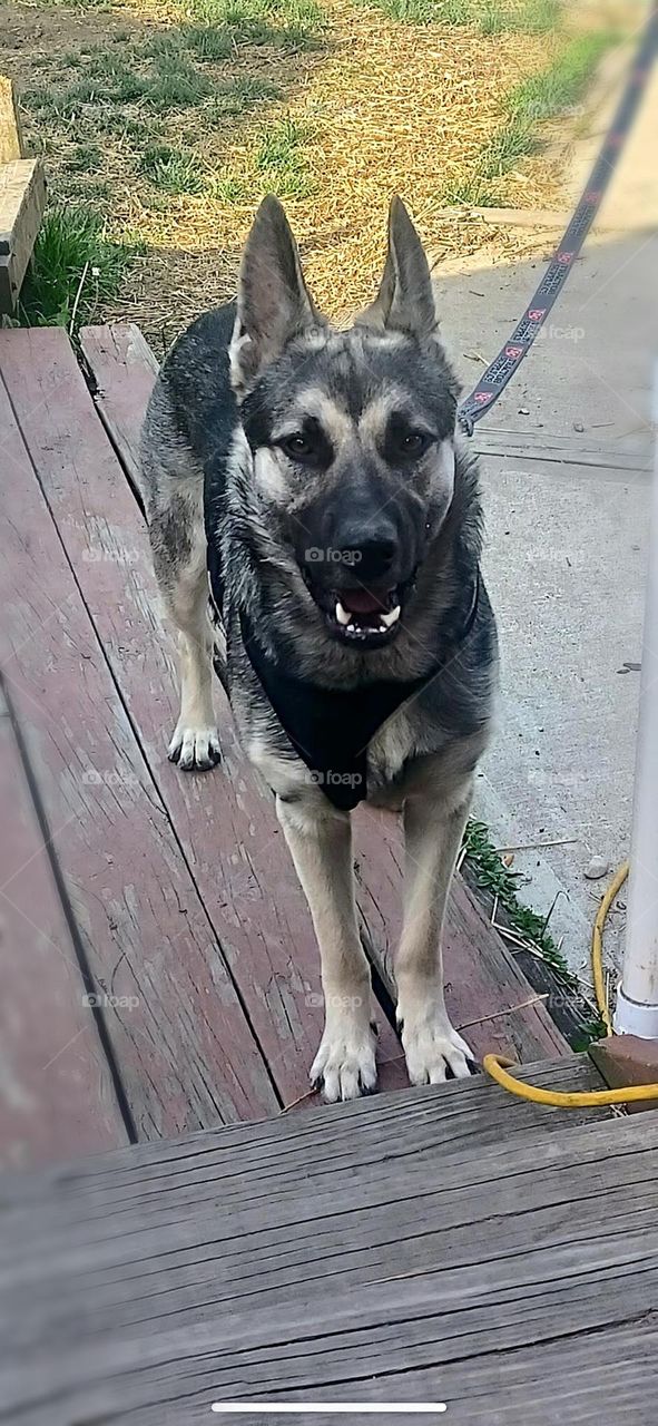 Beautiful big boy Nytro the German Shepard standing on the porch in the back yard 