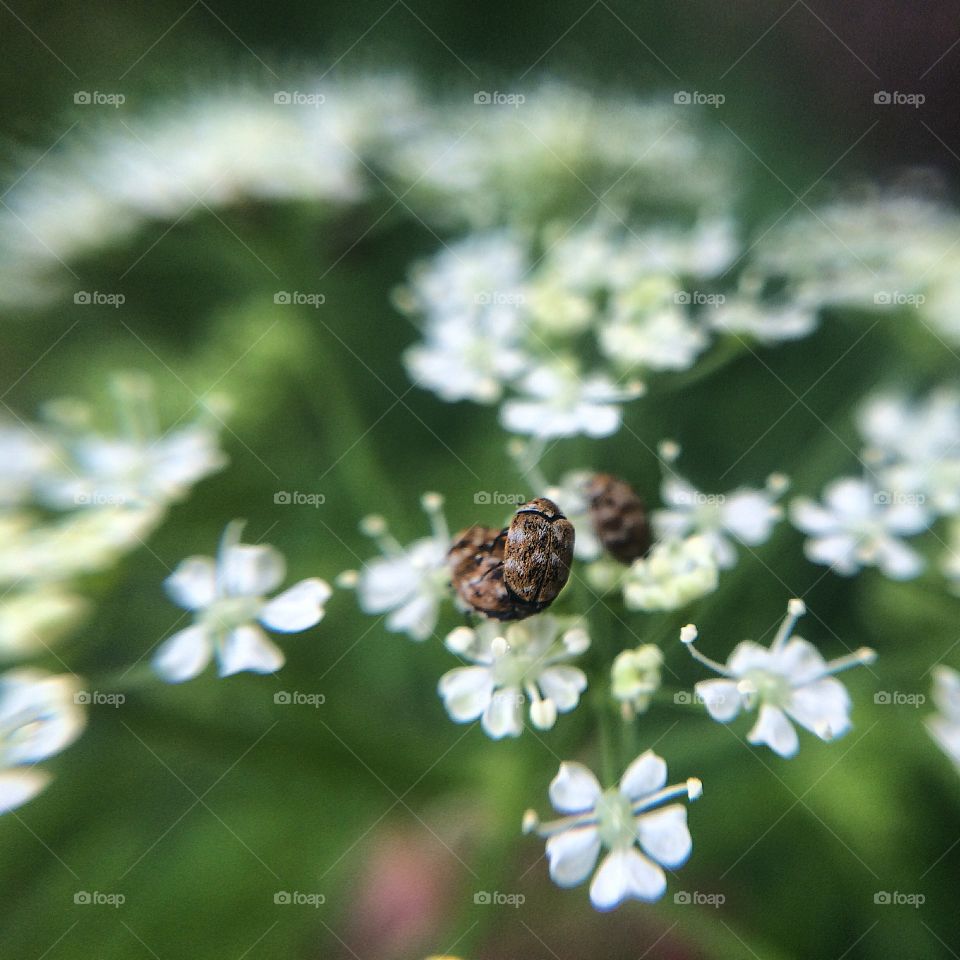 Spring fever. Tiny insects on weed flowers