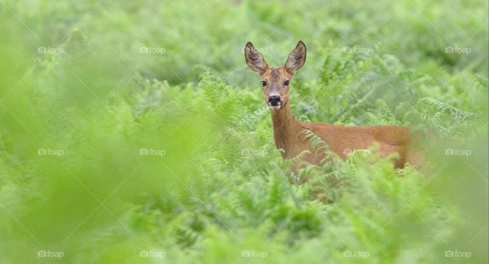 beautiful brown colour deer