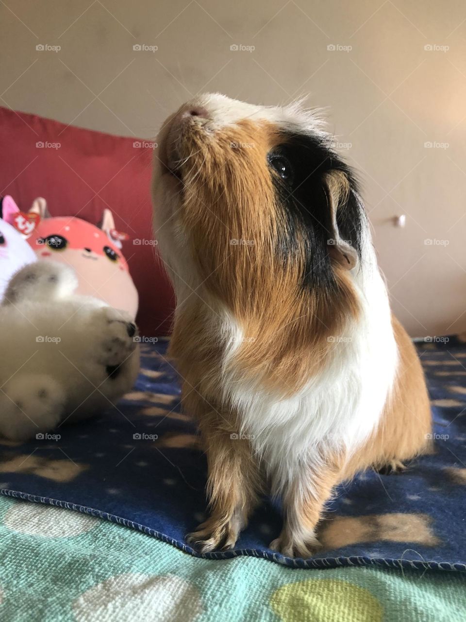 Jonathan my little boy Guinea pig 