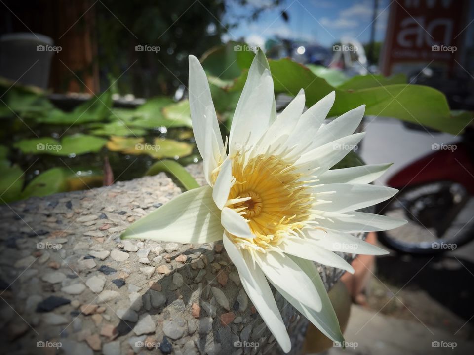 Lotus. white flower in the pond