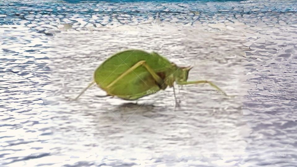 Early October frost catches bug out on ice