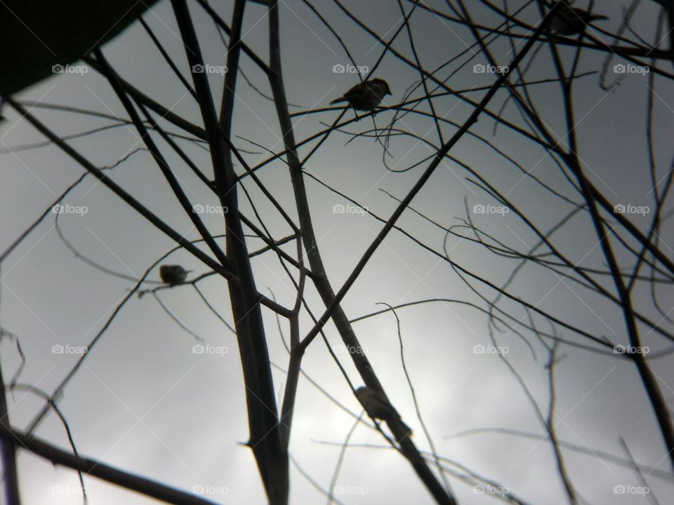 Birds at the evening