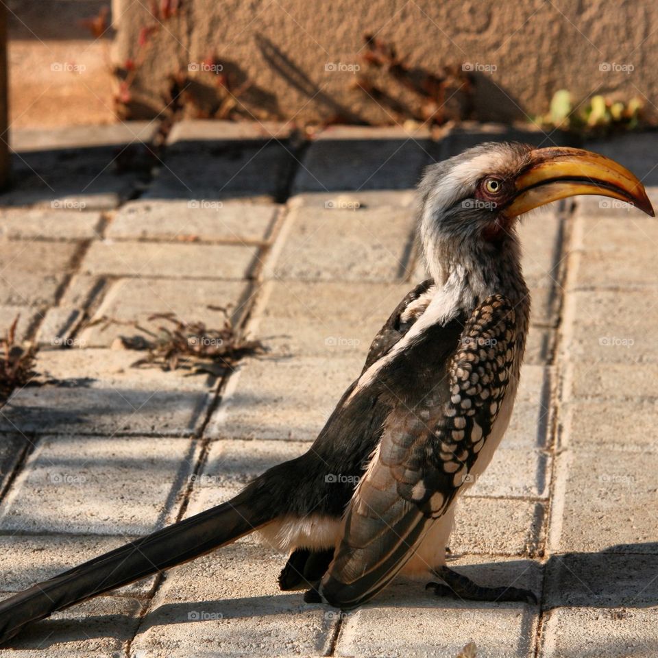 Yellow Billed Hornbill