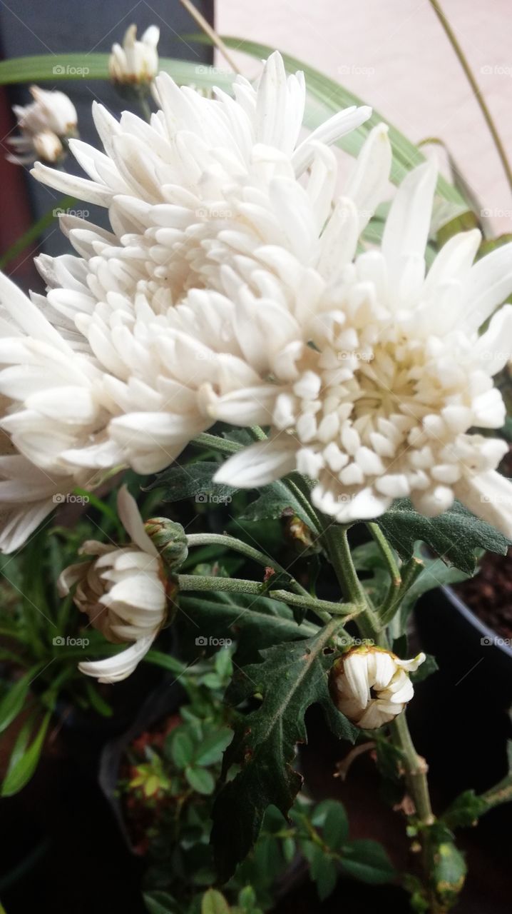 white flowers ♥️