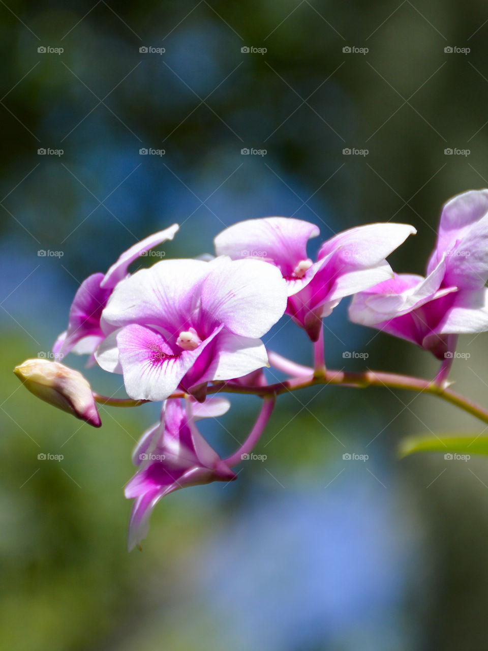 orchid flower in nature garden
