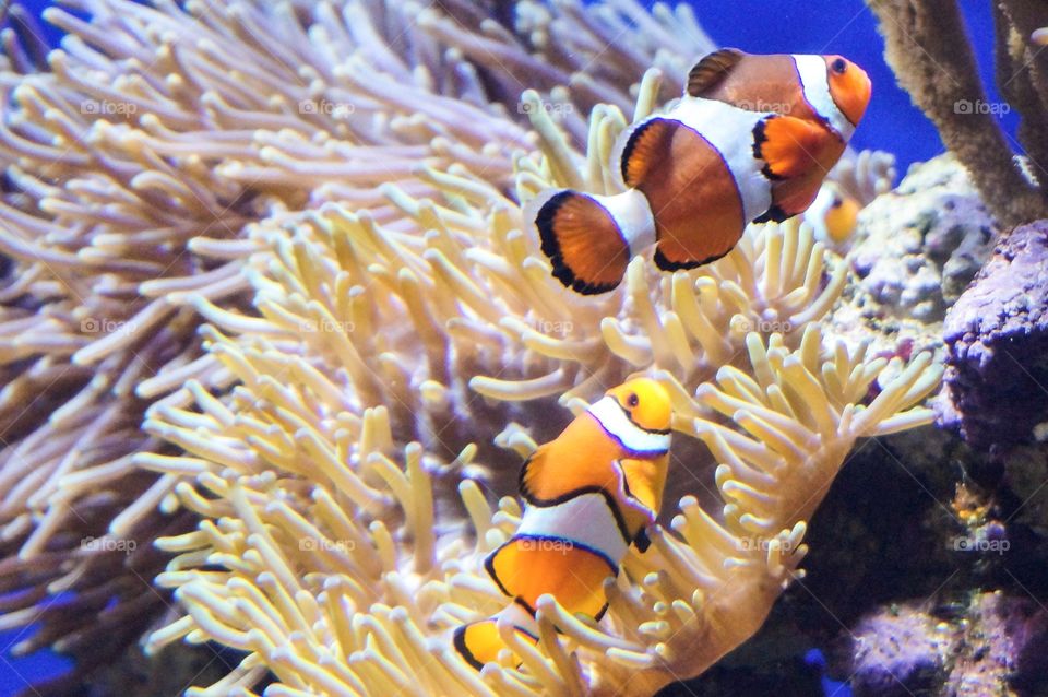 Clown fishes with corals