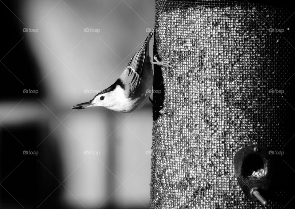 bird black and white photo