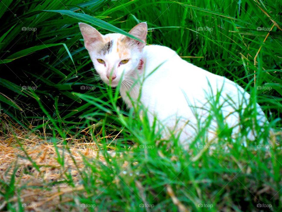 cat in a grass field