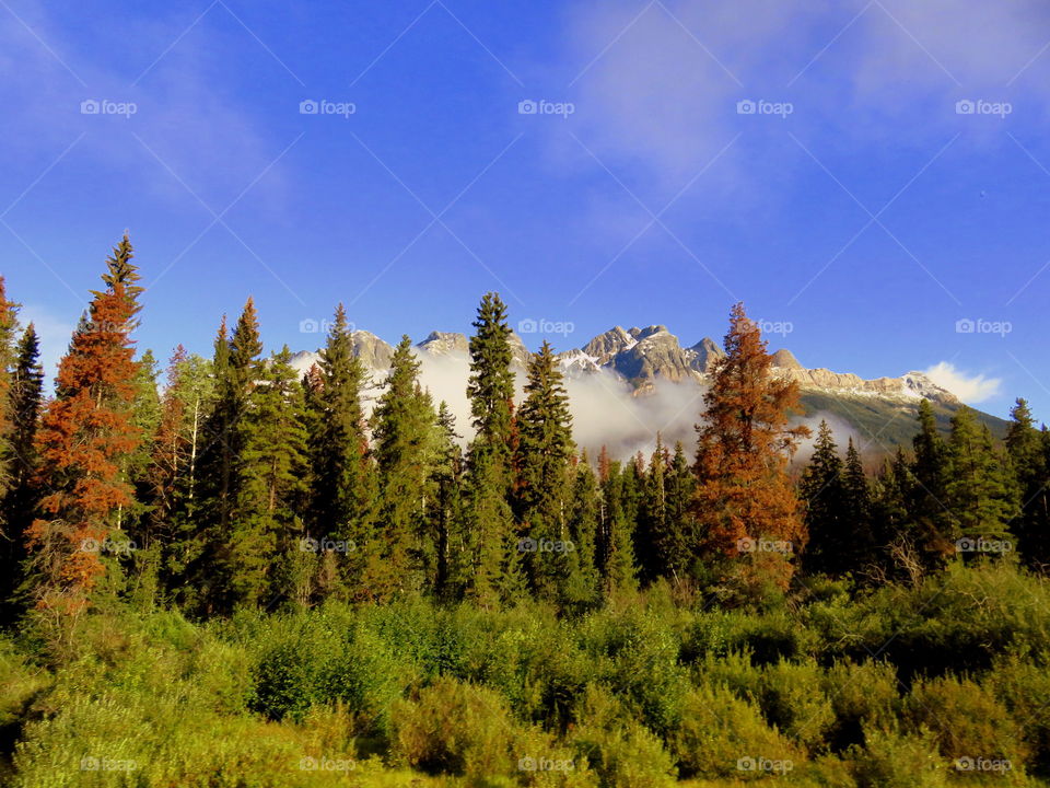 Pine forest with mountain in the background