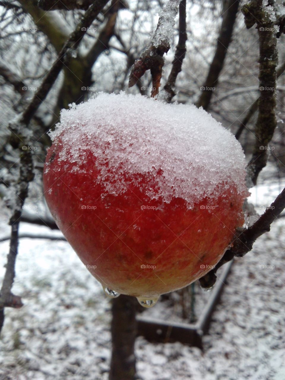 surprised by winter