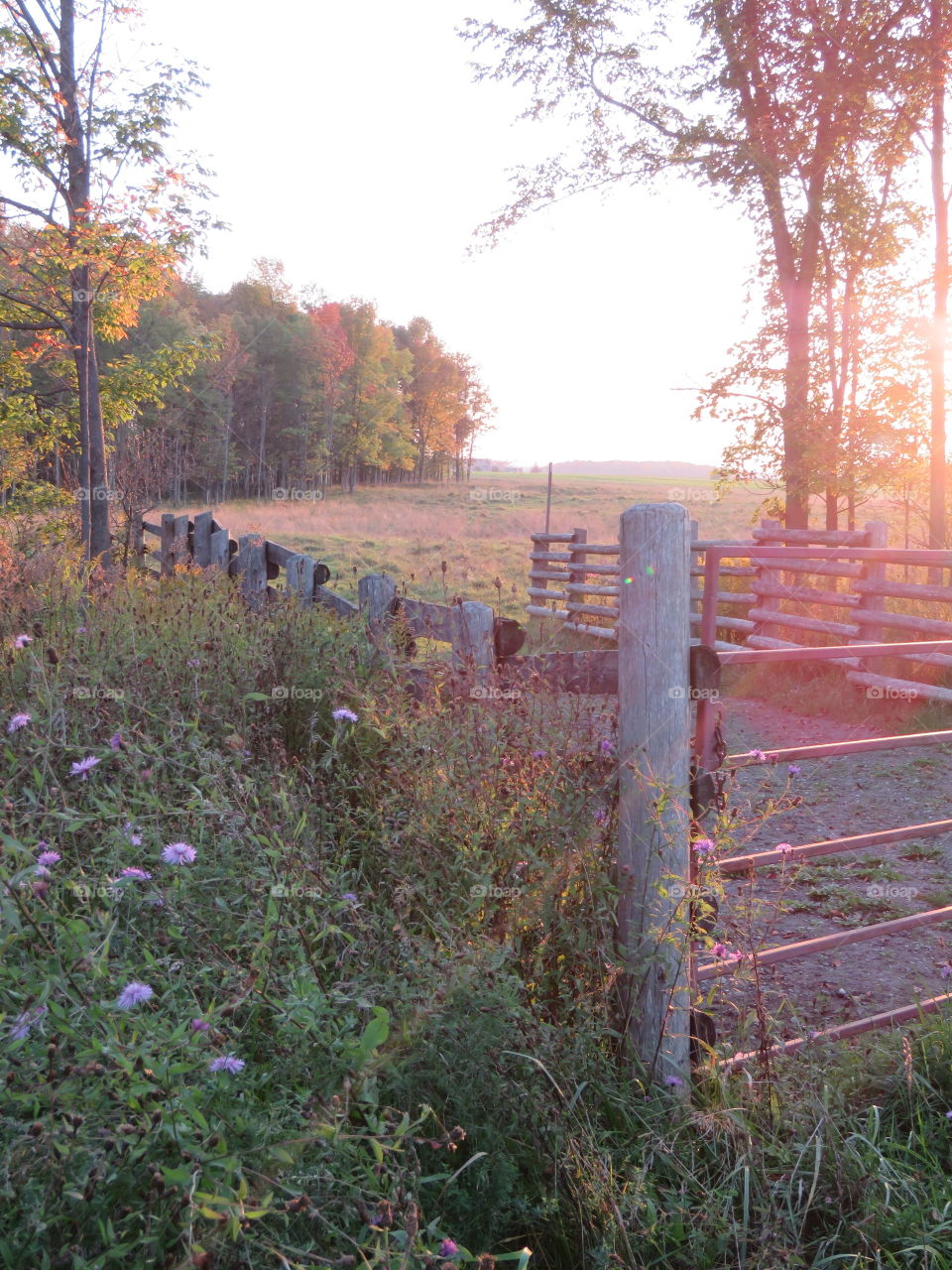 Scenic fall sunset at a pasture’s gate. 