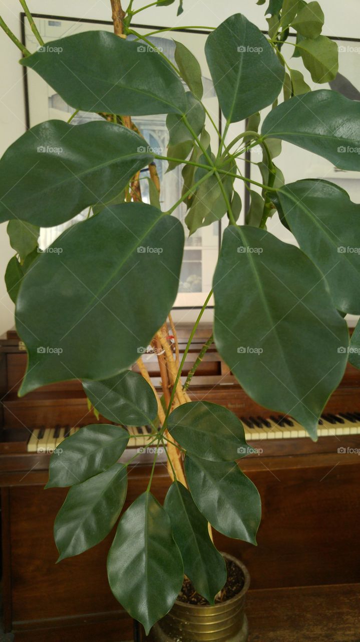 House plants in pots.