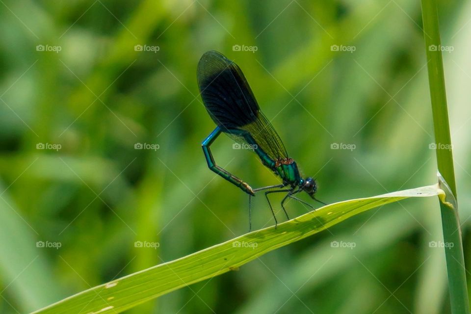 You know summer is here when the Damselfly arrives