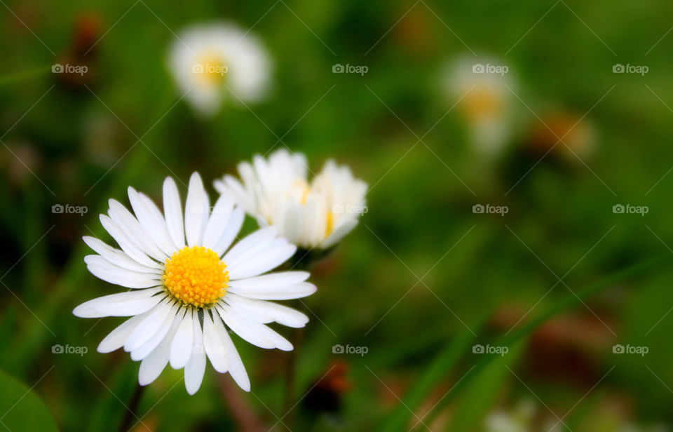 flowers nature flower grass by linderborg