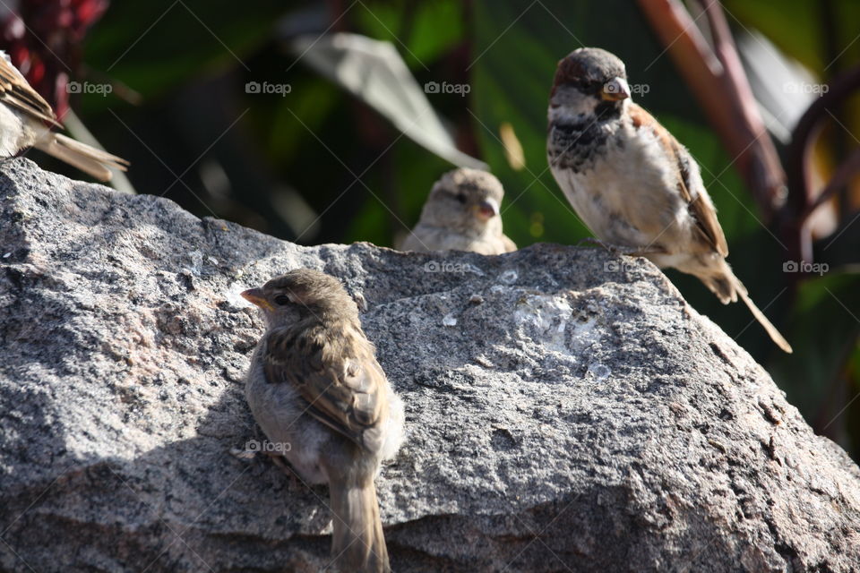 Sparrows on a rock