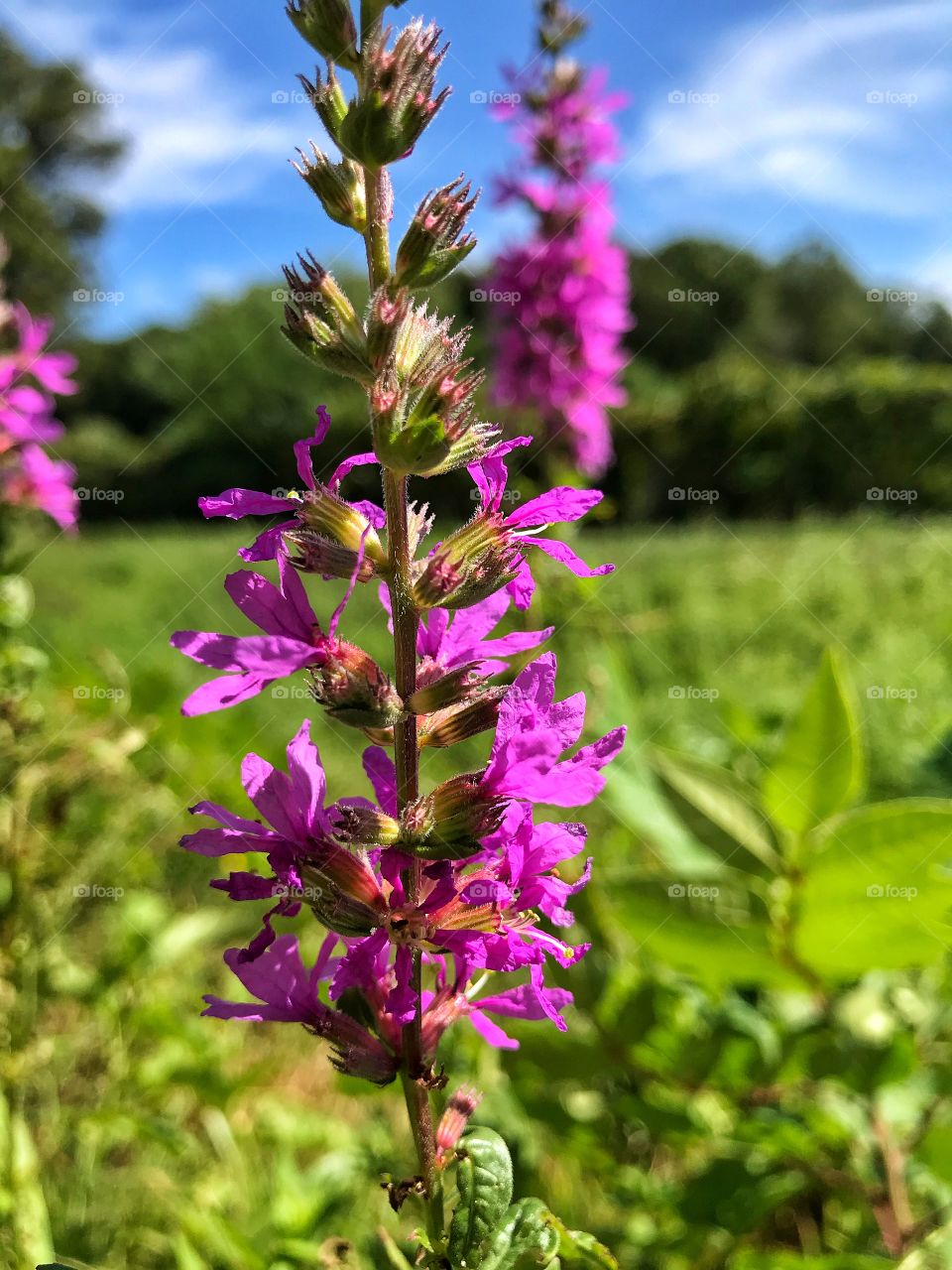 Wildflowers 