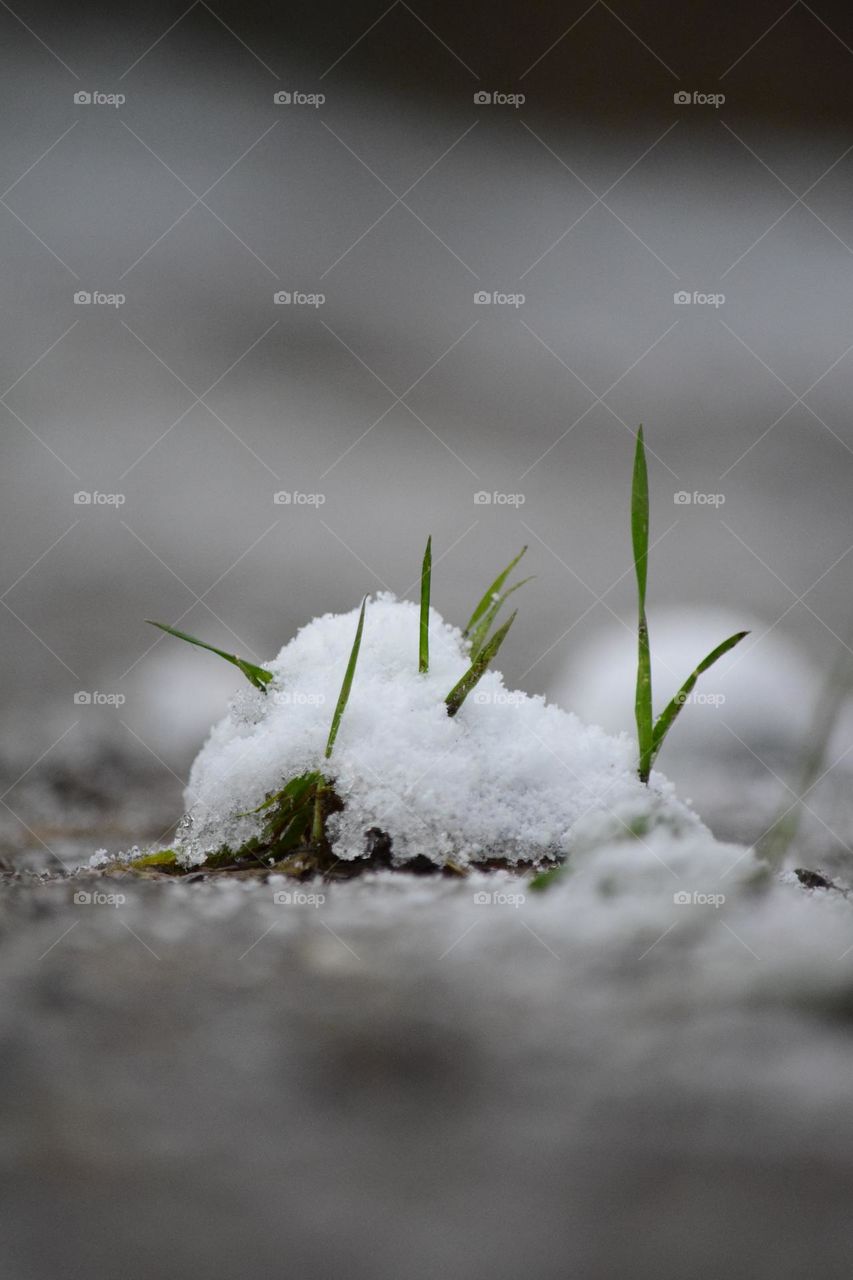 Grass in the pile of snow 