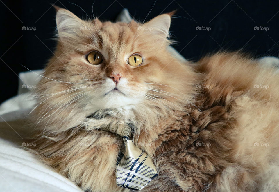 Portrait of a fluffy, ginger cat with a tie