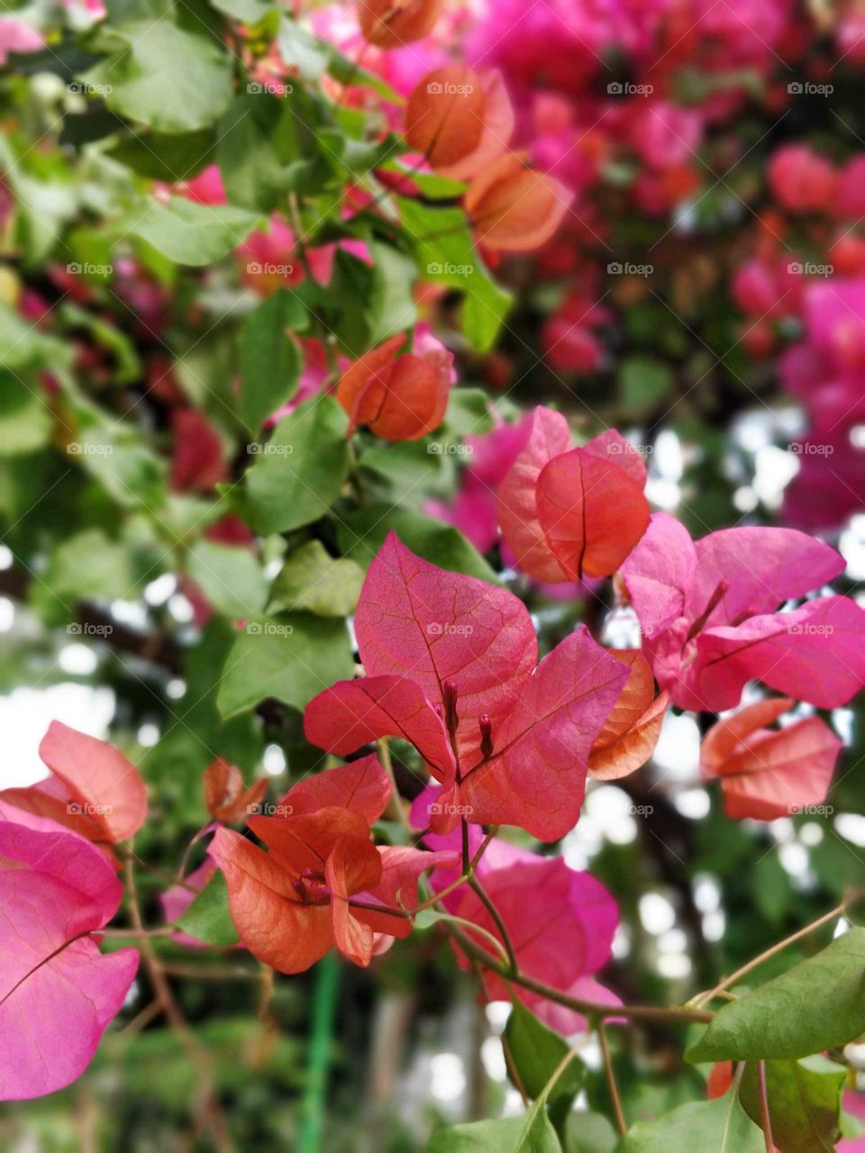 Flower in a greenhouse