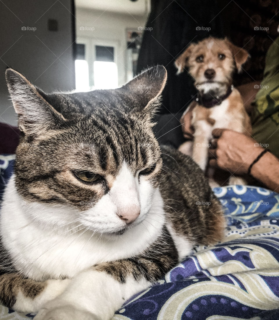 Cat meets puppy for the first time, awkward!