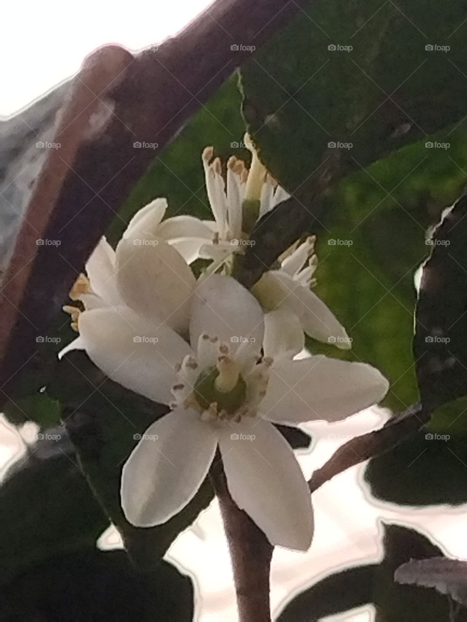 Flor de Tangerina