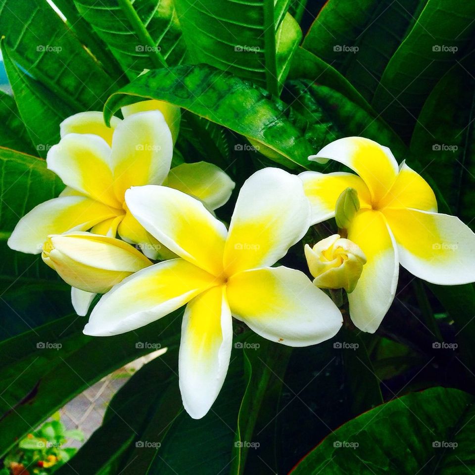 Plumeria 