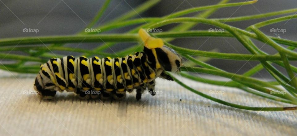 Swallowtail caterpillar 
