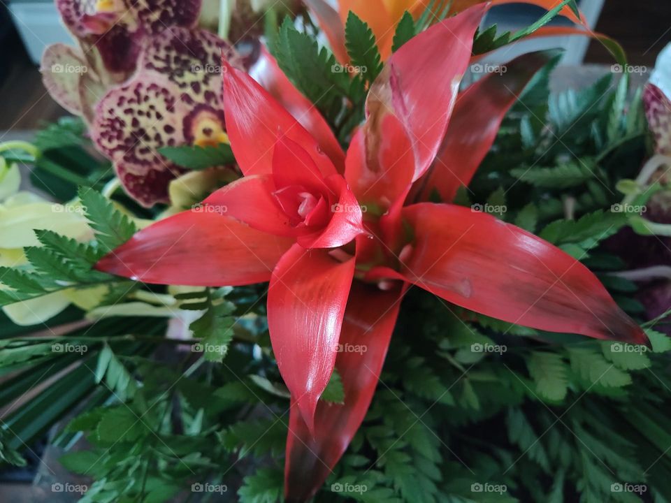 bold red large petal tropical flower