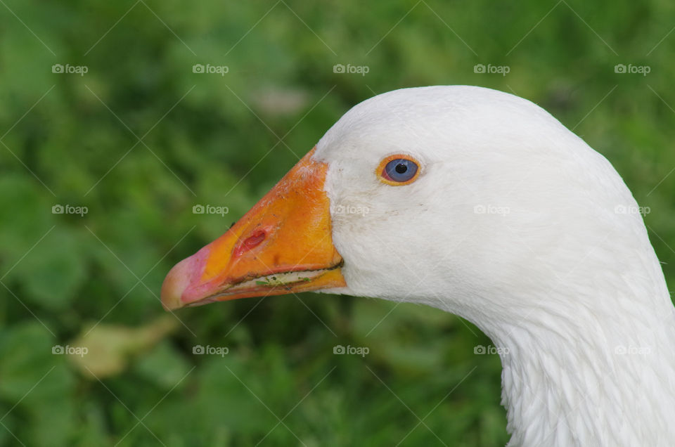 swan left side portrait