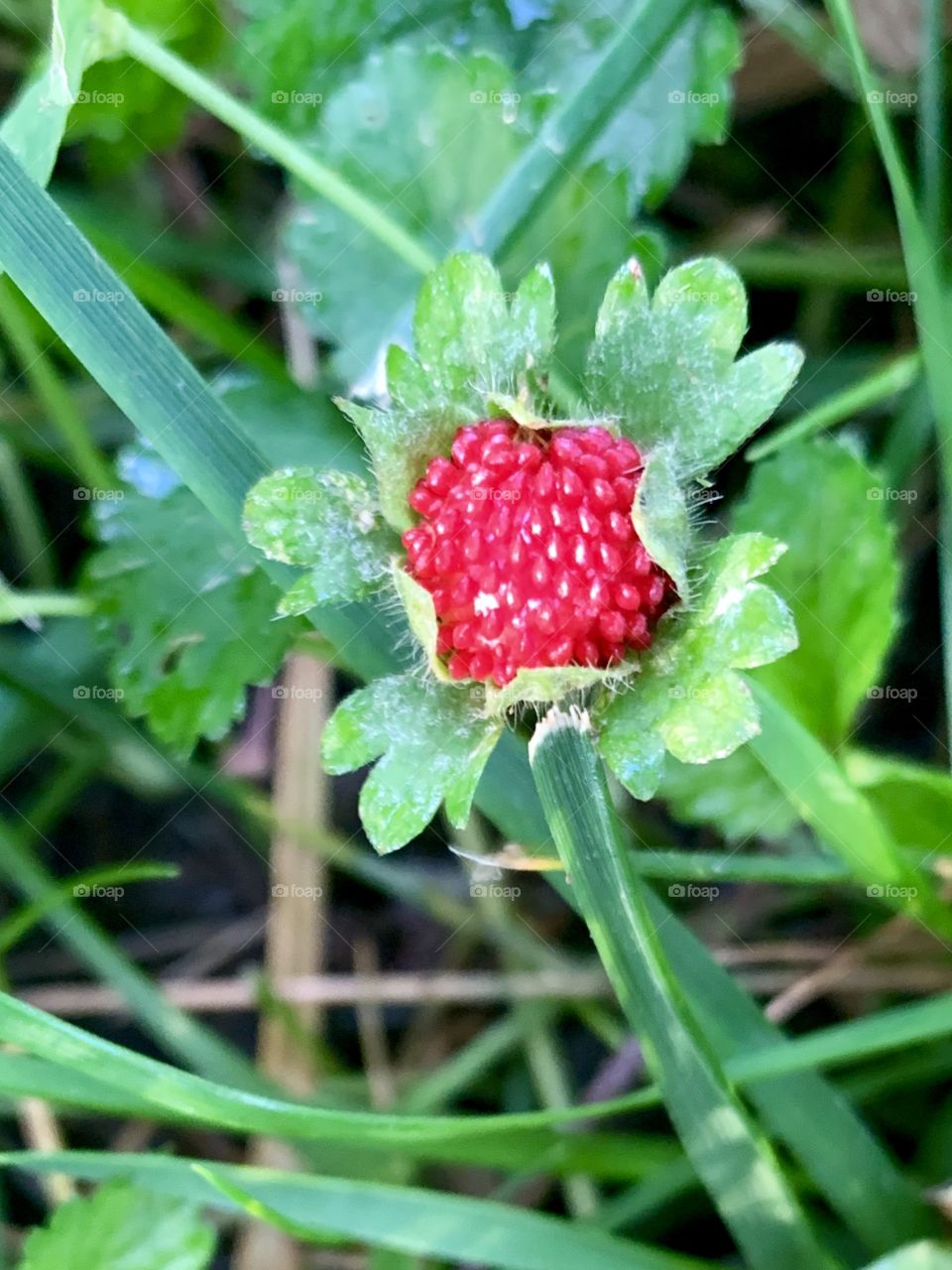 Wild strawberry in the grass