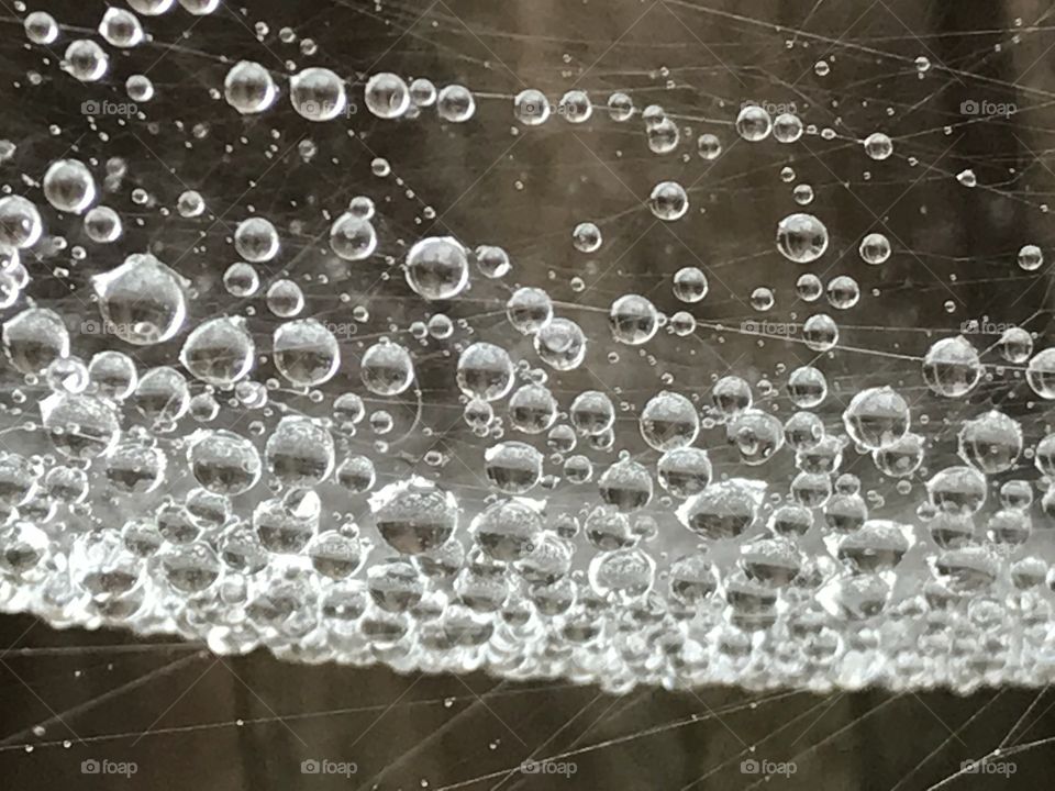 Raindrops suspended in spiderweb 