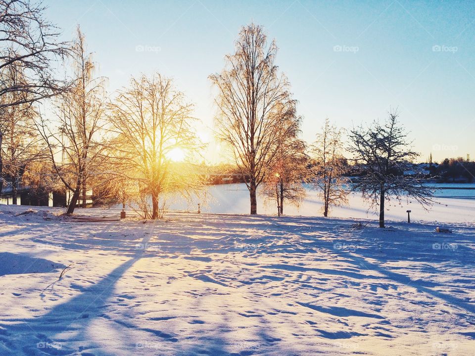 Winter, Snow, Tree, Landscape, Cold