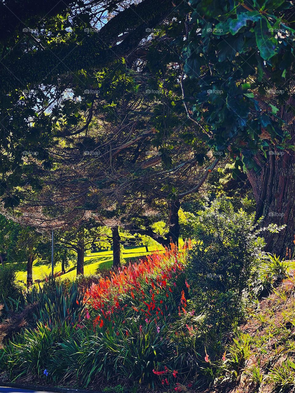 Red flowers amongst the green trees 🌳