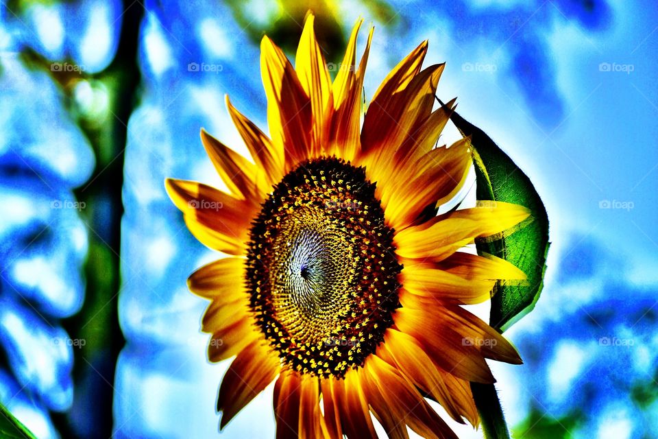 Beautiful sunflower in indiana. 