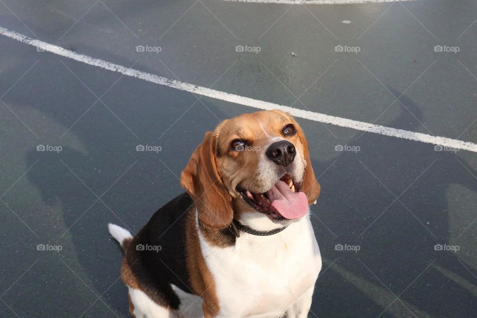 Happy beagle