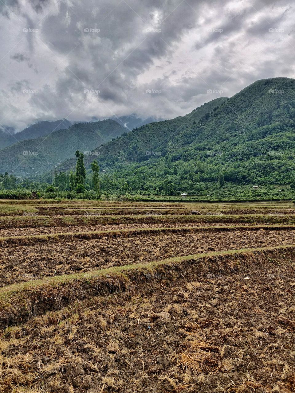 Beautiful View Of Agricultural Field In Kashmir