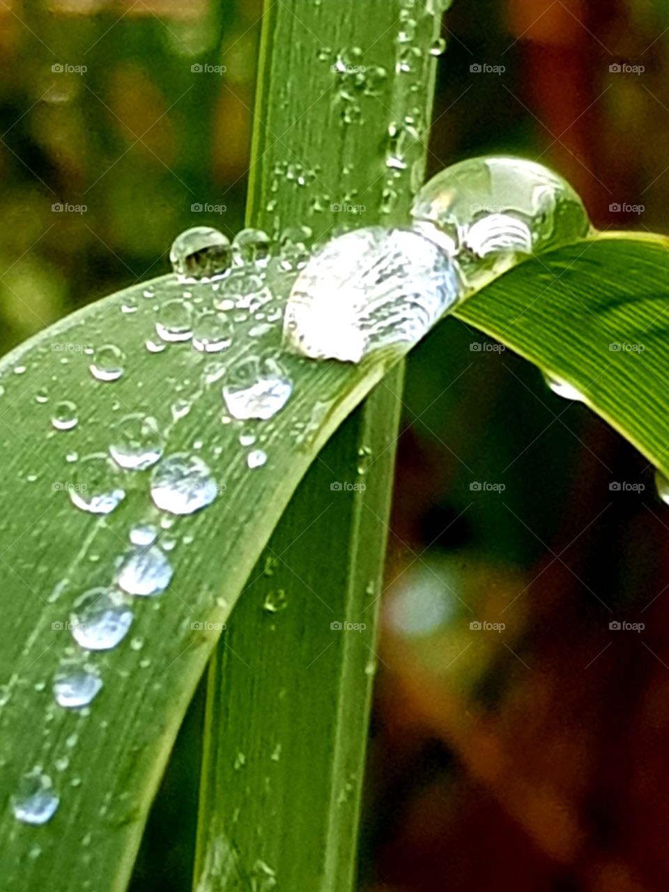 Raindrops on green leaves