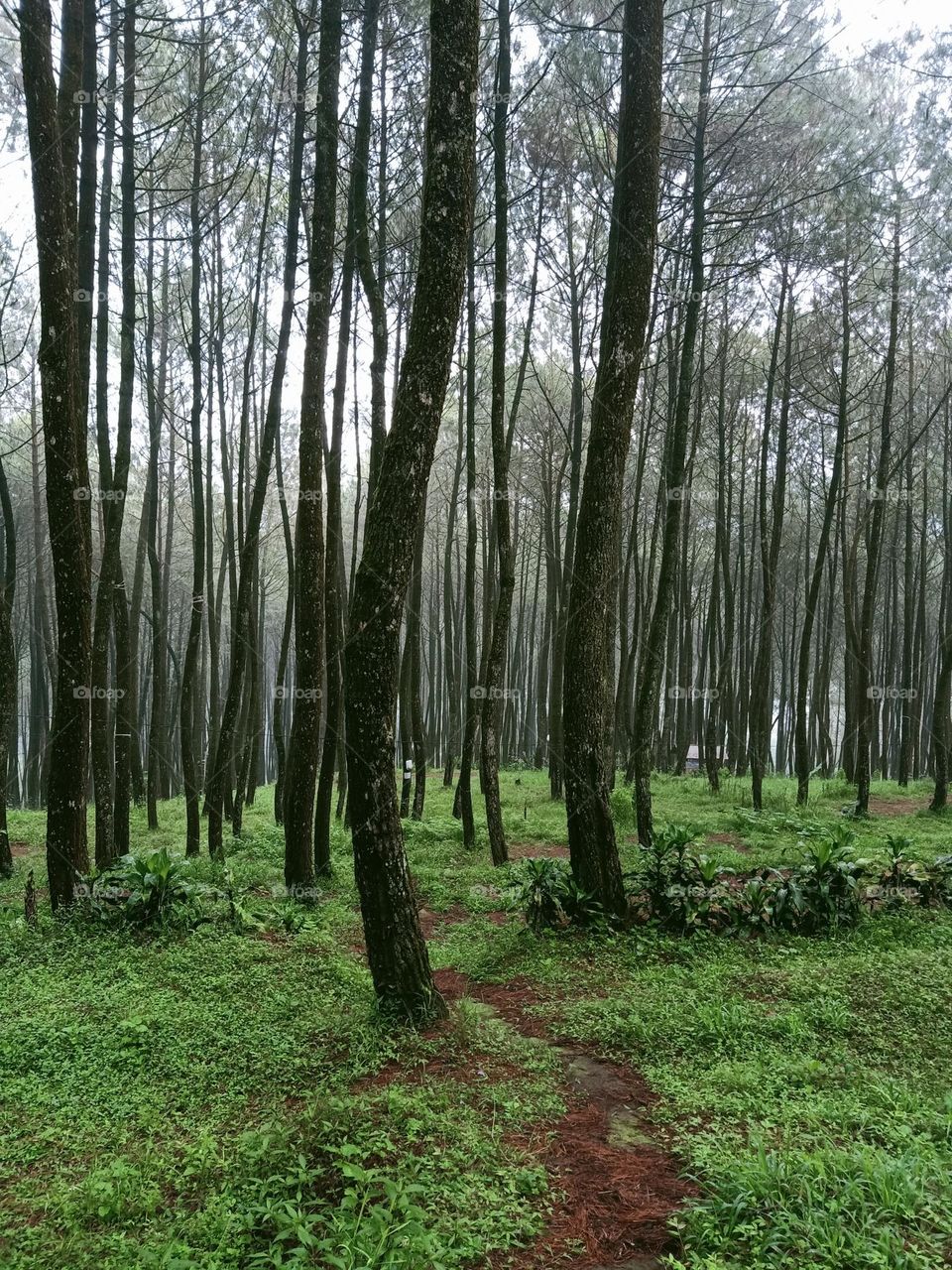 morning view in the forest