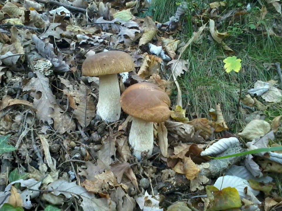 Funghi porcini italia valsesia
mushroom boletus italy valsesia