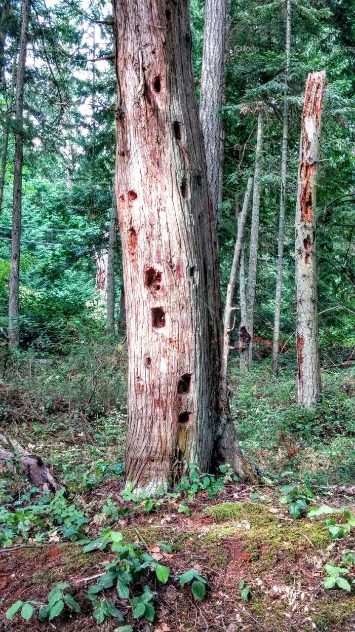 Wildlife Tree. tree full of woodpecker holes