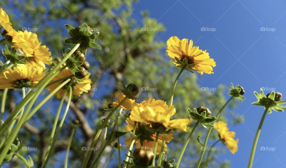 Yellow flowers on the sunny day. The background is the view of trees and the blue sky.