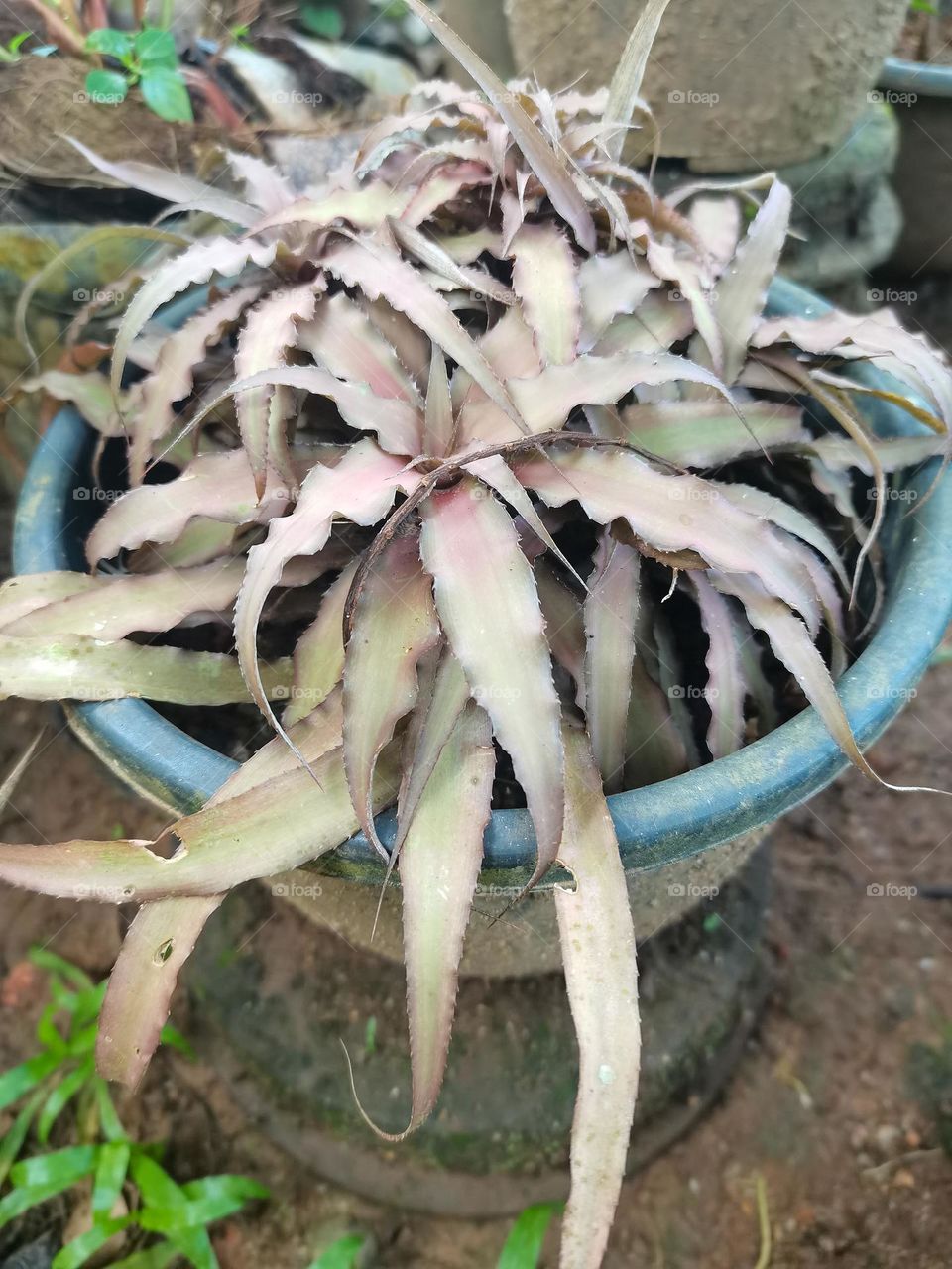 Plant from garden