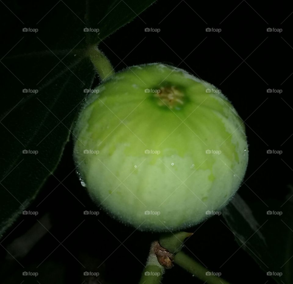 fig