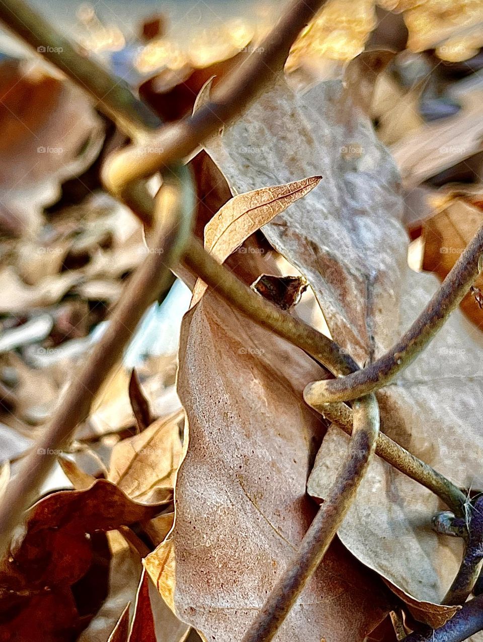 Brown Leaves Caught In Chainlink Gence
